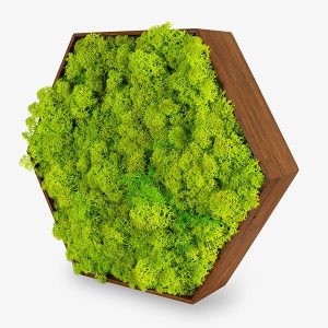 zuzmo-dekoracio.hu Zuzmó hexa bambusz