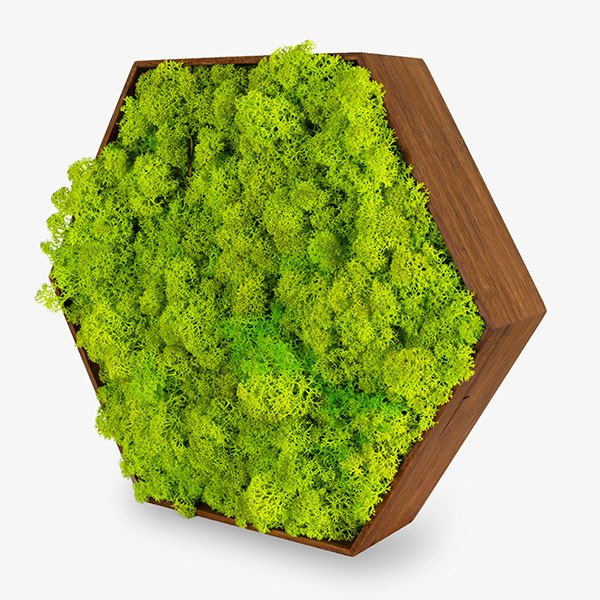 zuzmo-dekoracio.hu Zuzmó hexa bambusz