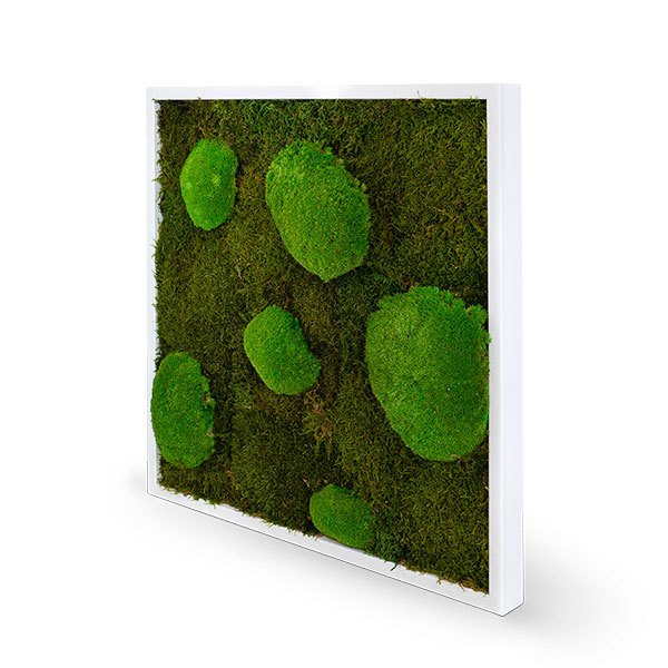 Moha és gömbmoha képek