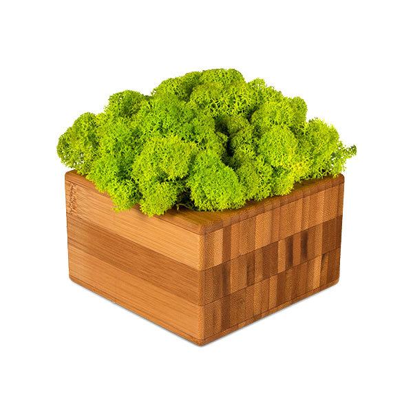 zuzmo-dekoracio.hu wallgo zuzmóbetétes dekoráció