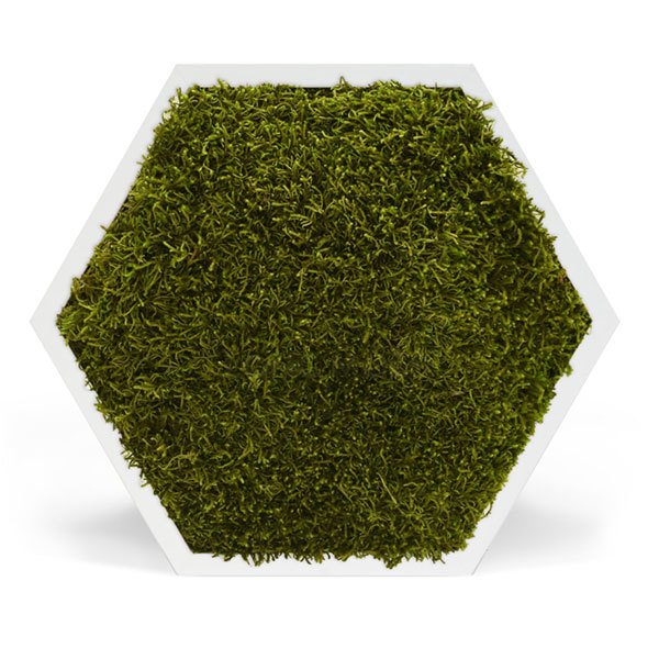 zuzmo-dekoracio.hu hexagon laposmoha fehér kerettel